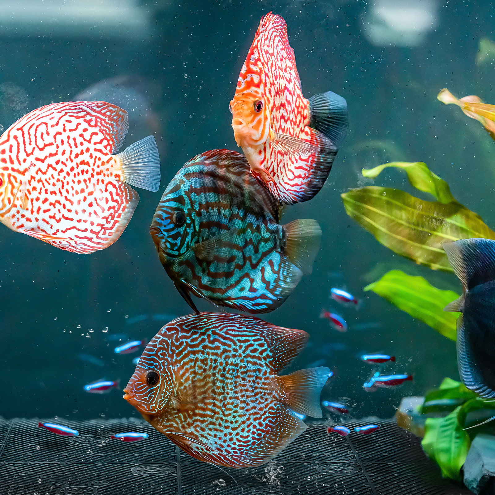 20Pcs Aquarium Bottom Filter P - Marine Aquarium Design 评论和价格