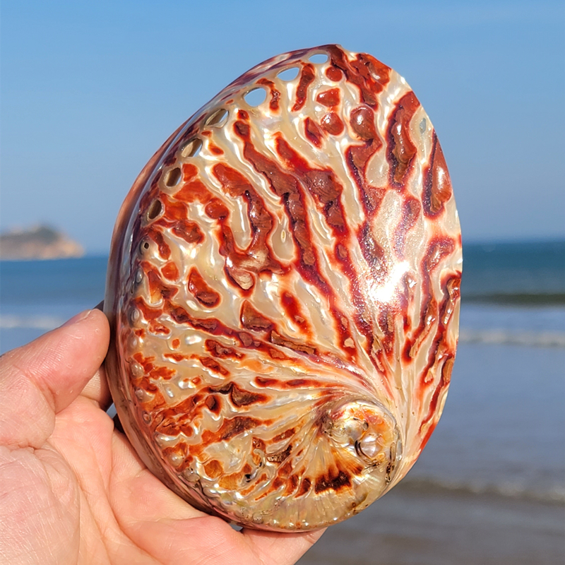 Home Decoration Red Pattern Ab - Marine Aquarium Decorations 评论和价格