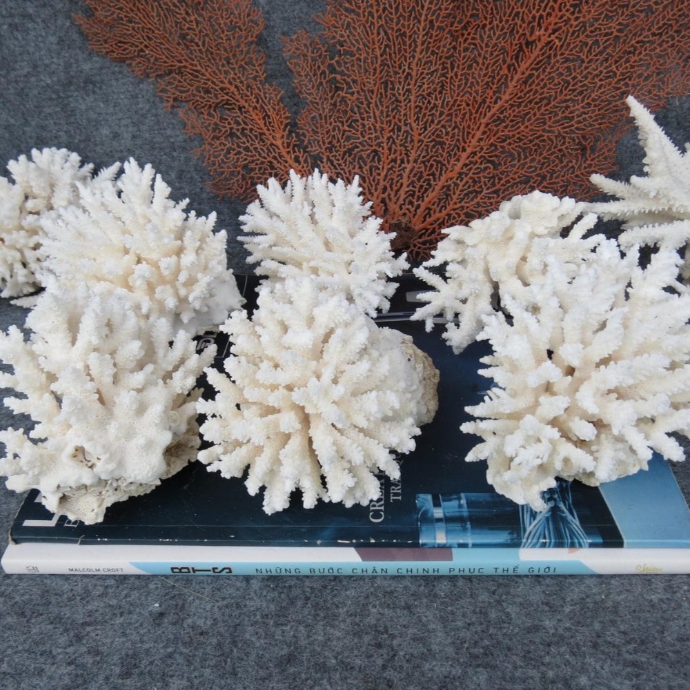 1pc Natural White Coral Cluste - Marine Aquarium Decorations 评论和价格