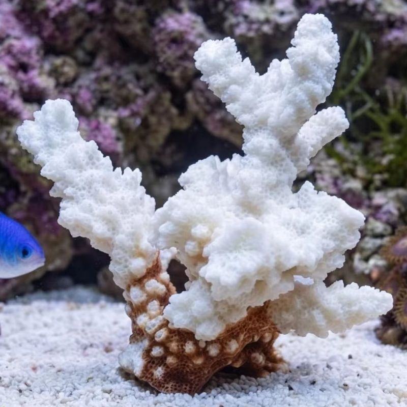 1pc Natural White Coral Cluste - Marine Aquarium Decorations 评论和价格